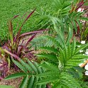 Melianthus comosus (2)